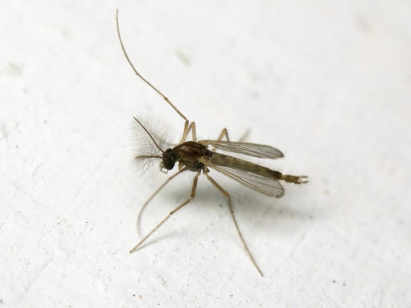 (?) Chironomidae